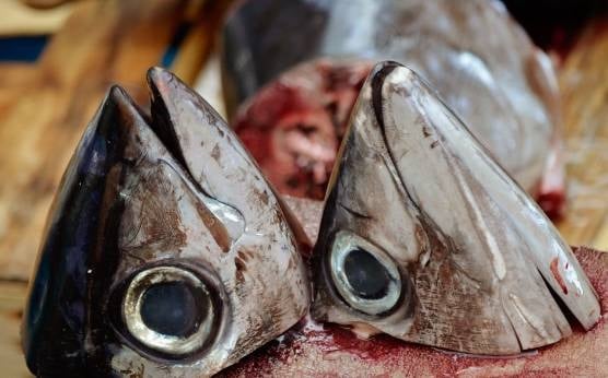 Contramormo de Atún Rojo: Una Delicatessen para No Pasar por Alto