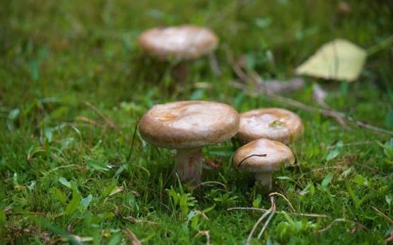 Cómo Reconocer el Boletus Edulis