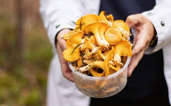 ¿Cuál es la mejor época para los níscalos? Descubre cuándo disfrutar de ellos en Torrelodones