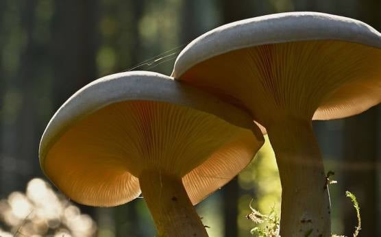 Setas De Otoño: Las Variedades Más Comunes