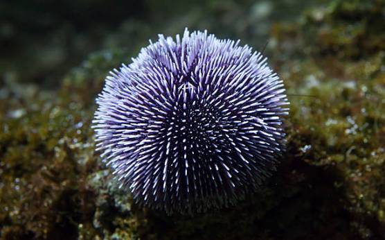 ¿Cuándo es la temporada de erizos de mar?