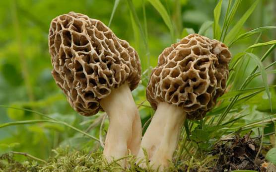 Setas colmenillas: una exquisitez si se sabe cómo cocinar