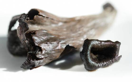 Trompeta De La Muerte: Conoce Esta Exquisita Seta