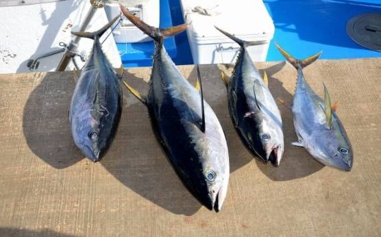 ¿Atún claro o atún rojo?