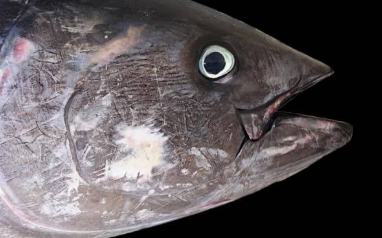 Galete de atún rojo: ¿qué es y cómo comerlo?