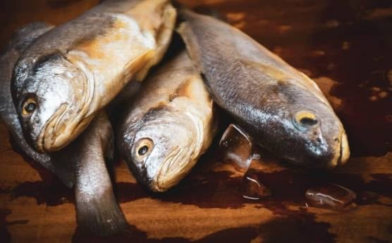 ¿Qué es el tarantelo de atún rojo?