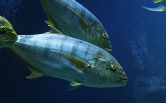 Diferencias entre Atún rojo y Atún de aleta amarilla