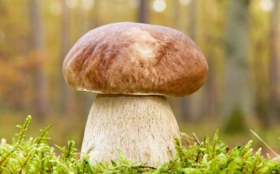 Dónde encontrar boletus edulis
